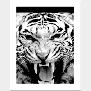 Tiger Head Posters and Art